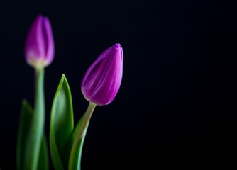 Beautiful tulip flowers isolated on black background