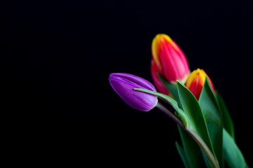 Beautiful tulip flowers isolated on black background