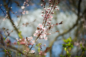 Cherry blossom against blue sky