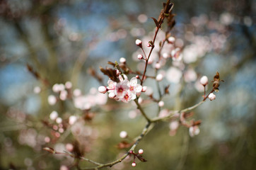 Fototapeta na wymiar Cherry blossom against blue sky