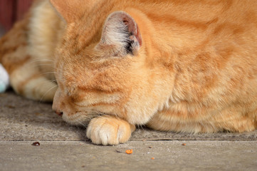 Yellow male tabby cat