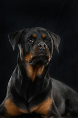 Obraz premium Rottweiler