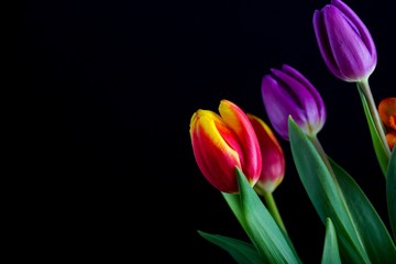 Beautiful tulip flowers isolated on black background