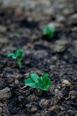 pea seedling