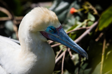 Red-Footed Booby on Nest in Caribbean