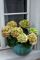 hydrangea on window-sill