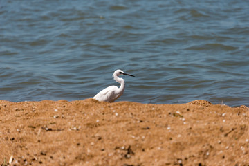 little egret on shore of lake victoria, tanzania
