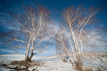 Wide-angle birches on the hill