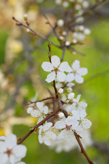 blooming cherry trees