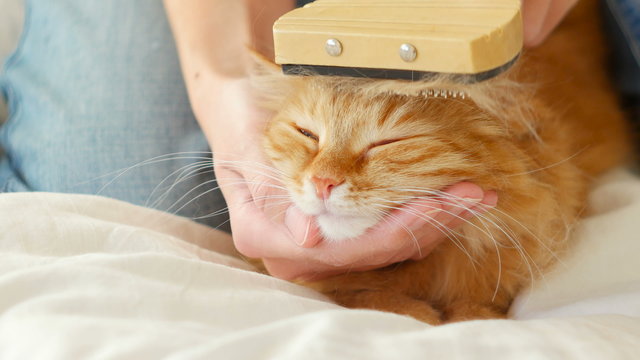 The Woman Combs A Dozing Cat's Fur. Ginger Cat Lies On White Blanket