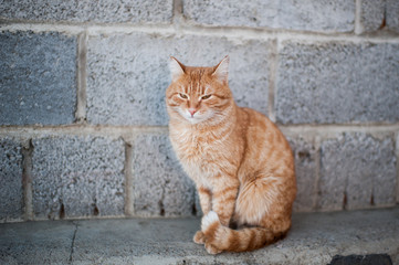 Fluffy red cat sitting near wall