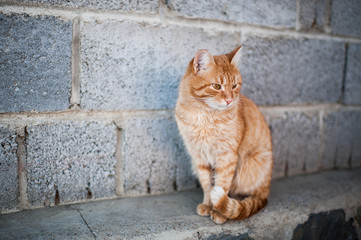 Fluffy red cat sitting near wall