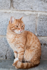 Fluffy red cat sitting near wall