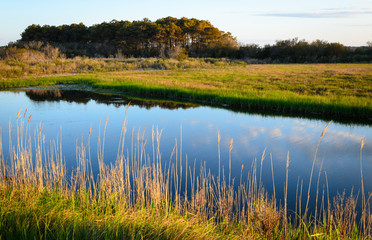 Chincoteague