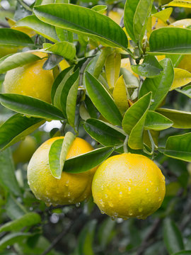 Japanese Yuzu