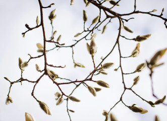 Spring flowers