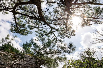 Pine, sunlight, landscape. Okinawa, Japan, Asia.