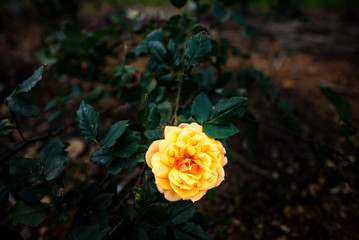 Rose, close-up, macro.