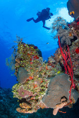 Naklejka na ściany i meble Technical SCUBA divers swim over a colorful coral wall on a tropical reef