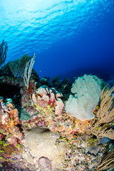 Coral and sponges on a tropical reef