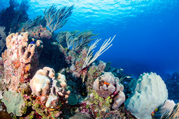 Naklejka na ściany i meble Coral and sponges on a tropical reef