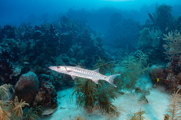 Solitary Great Barracuda patrolling a coral reef