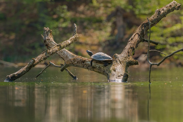 Schmuckschildkröte (Trachemys) wildlife in Brandenburg