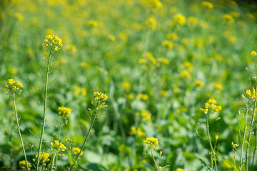 rapeseed flowers field