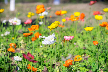 Iceland Poppy Flower