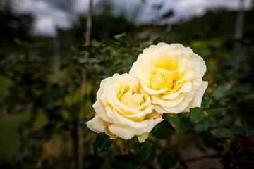 Rose. Okinawa, Japan, Asia.