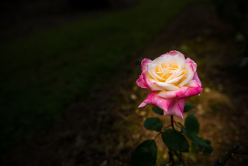 Rose. Okinawa, Japan, Asia.