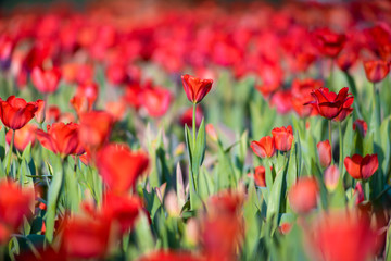 Obraz premium tulip field
