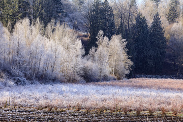 Blueberry field and trees covered in frost