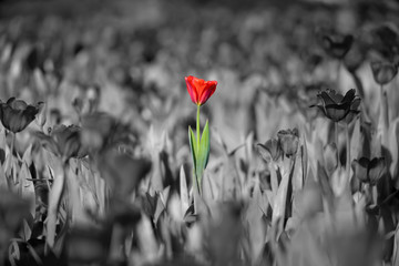 beautiful red tulip with black and white background