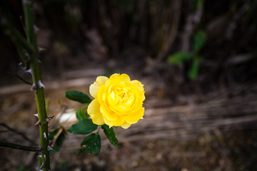 Rose. Okinawa, Japan, Asia.