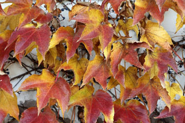 Red grape ivy  on the wall