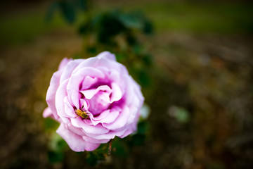 Rose, close-up, macro.
