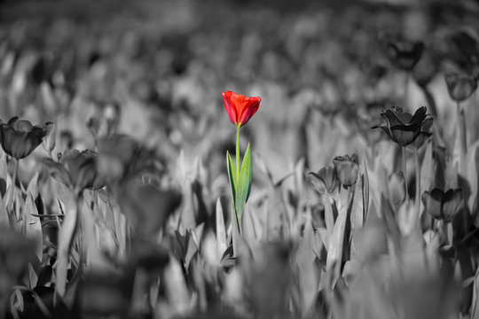 Fototapeta beautiful red tulip with black and white background