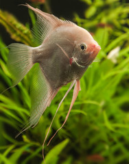 Angelfish (Pterophyllum scalare)