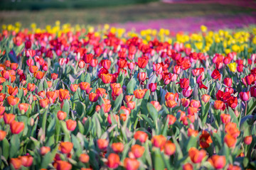 tulip field