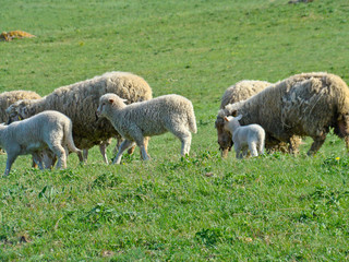 Naklejka na ściany i meble sheeps on a meadow