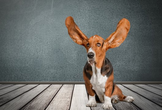Dog.