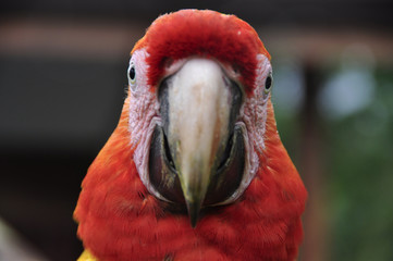 Ara rouge, perroquet