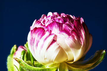 Buttercup flower and bud in the studio on a blue background.