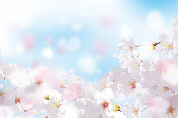 桜  花びら  たくさん  青