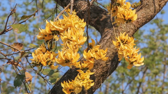 Yellow Bastard Teak, Bengal Kino, Flame of the Forest