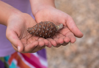 a girl holding a pine cone in her hands