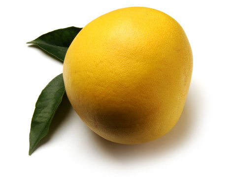 Citrus maxima بوميلو &Phi;&rho;ά&pi;&alpha; 포멜로 柚子 ブンタン Pomarańcza olbrzymia ส้มโอ Помело фрукт Pompelmoes Pomelo Pampelmuse Pamplemusa Cimboa Pummelo Pamplemoussier פומלו Pampaleone Grandis