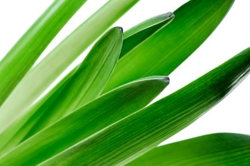 fresh green hyacinth flower leaves macro on white background (shallow focus)
