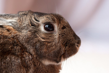 Domestic Gray and Brown Rabbit in soft lighting